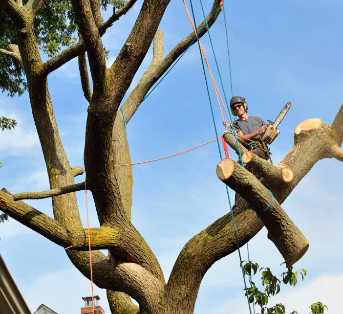 man on harness cutting tree branches