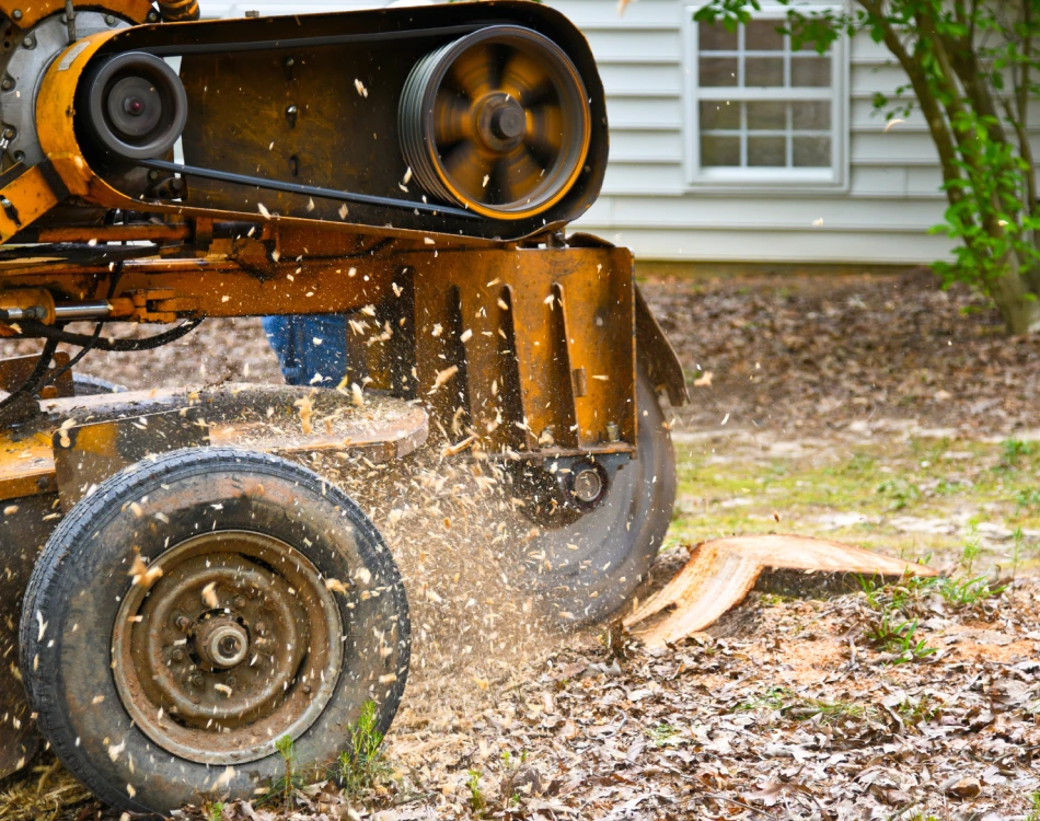 Stump Grinding service 3
