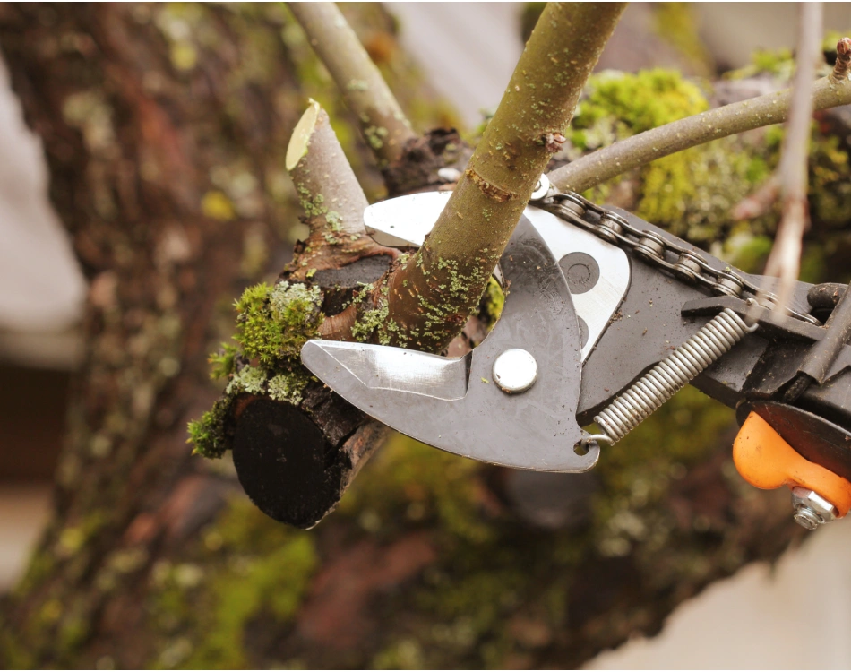 Tree Trimming service 1